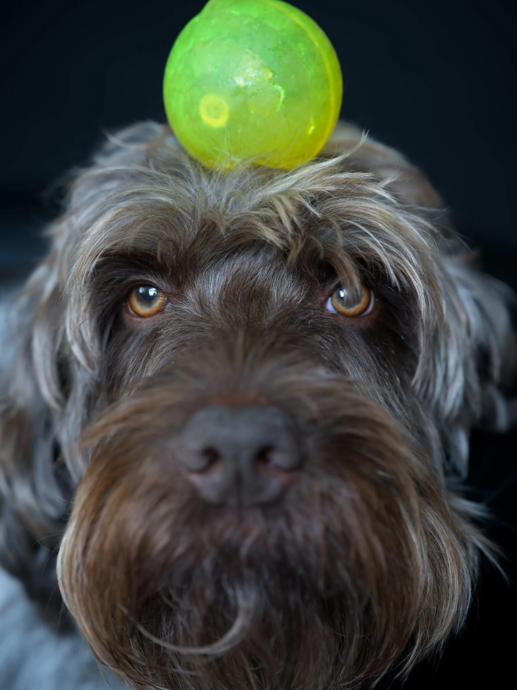 Portrait d'un chien en studio, balle en équilibre sur la tête